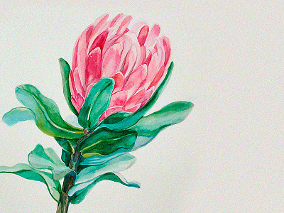 Protea art artwork botanicalillustration botanicalpainting botany botanypainting drawing flawerart flower flowers illustration illustrations image painting picture protea watercolor