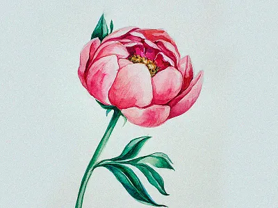 Peony art artwork botanicalillustration botanicalpainting botany botanypainting drawing flawerart flower flowers illustration illustrations image painting peony picture watercolor