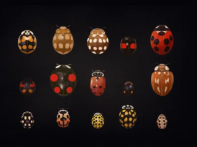 Ladybugs (Coccinellidae)