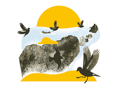 Hydrobates pelagicus illustration