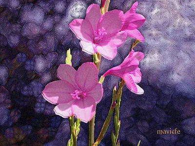 Colorful Garden_Project 3 abstract abstract colors color colorful composition design digital art flowers fusion garden graphic art graphic design illustration mavicfe nature painting photography photoshop shadow sunlight