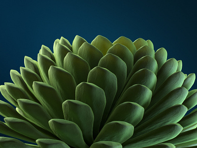 Succulent 3d 3d art cinema 4d design study motion study octane