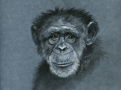 Monkey s3 12 charcoal colour pencil colour pencils gouache graphic gray paper illustration miniature monkey realism water color