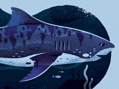 Astute Plug-in Tutorial illustration shark timelapse tutorial
