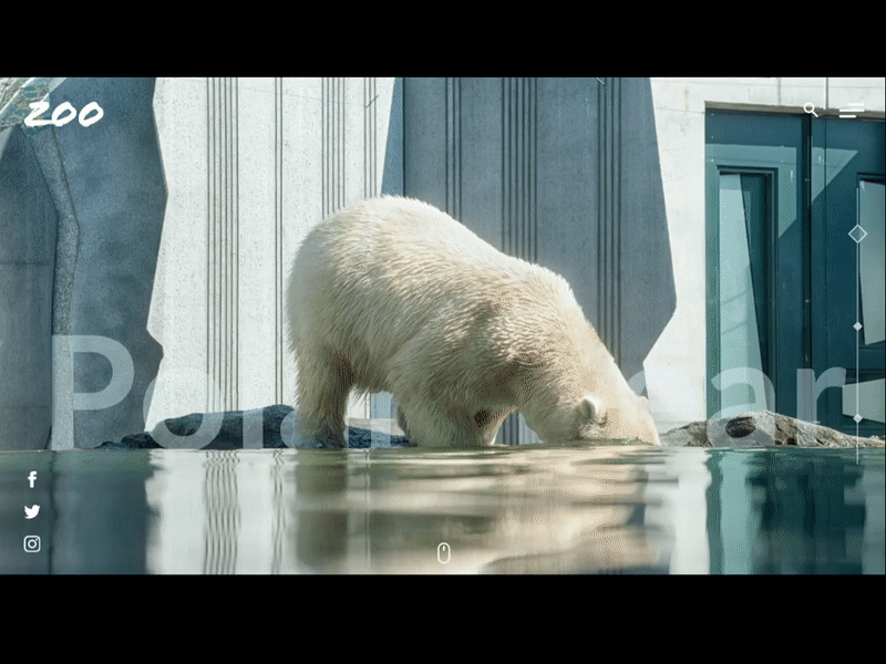 Concept Zoo adobe xd bear concept parallax photoshop polar ui ux web zoo