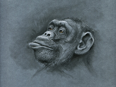 Monkey s3 13 colour pencil colour pencils gouache illustration monkey realism tempera water color