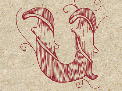 Letter U 36 days of type drawing graphic design illustration lettering logo logo design logotype typography