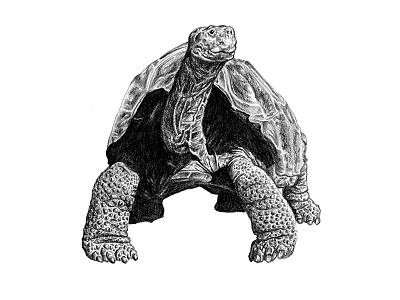 Galapagos Illustration - Tortoise animals art drawing galapagos graphite illustration scientific illustration