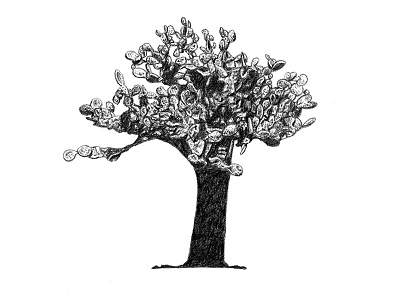 Galapagos Illustrations - Opuntia Cactus cactus drawing galapagos graphite illustration opuntia cactus realism scientific illustration