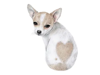 Chihuahua dog artist artwork chihuahua colored pencils dog dog illustration doggy drawing hand drawing heart illustration art illustration design love pets t shirt illustration