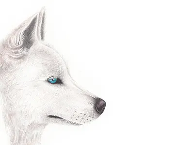 Wolf animal art art artist artwork decor dog dog illustration doggie doggy drawing hand drawn handmade illustraion illustration art illustrator inspiration wall art wall decor wolf