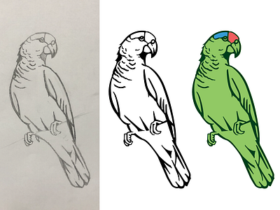 WIP parrot beach bird illustration birds california parrot tropical vector illustration