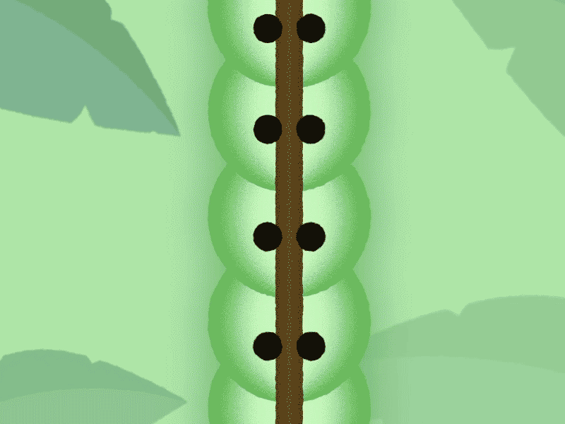 Caterpillar 2d 2danimation adobe aftereffect aftereffects animation caterpillar character characteranimation cutout design gif illustration loop monday motion motiongraphic vector