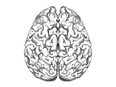 Brain Illustration adobe draw adobe illustrator anatomy coloring book coloring page illustration line art line drawing vector vector art vector illustration