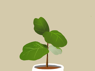 Ficus tree ficus tree illust plant