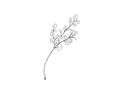 silver dollar eucalyptus plant illustration black and white eucalyptus hand drawn illustration nature plant plant illustration silver dollar eucalyptus