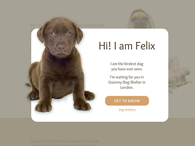 Pop-Up / Overlay (Dog Shelter's Landing Page) 016 animals dailyui dog popup shelter ui