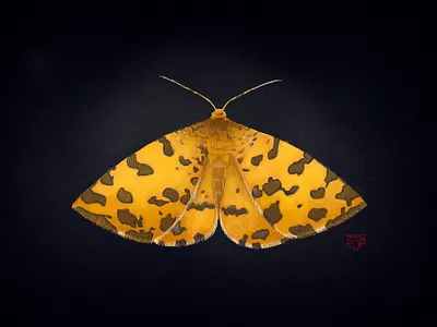 Speckled Yellow Moth