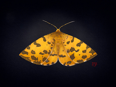 Speckled Yellow Moth