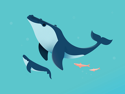 Having a whale of a time animals australia design illustration nature ocean procreate sealife vector whale