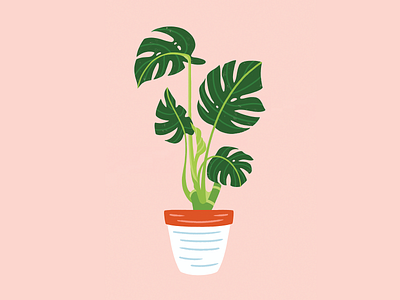 Lil' Monstera apartment ceramic foliage monstera monstera deliciosa plant pot terra cotta