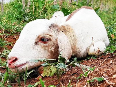 Goat kid billy goat god kid live mi nature photo photography power