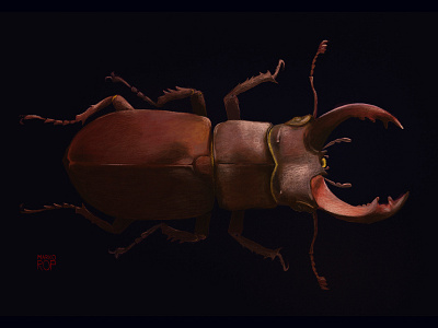 Stag beetle
