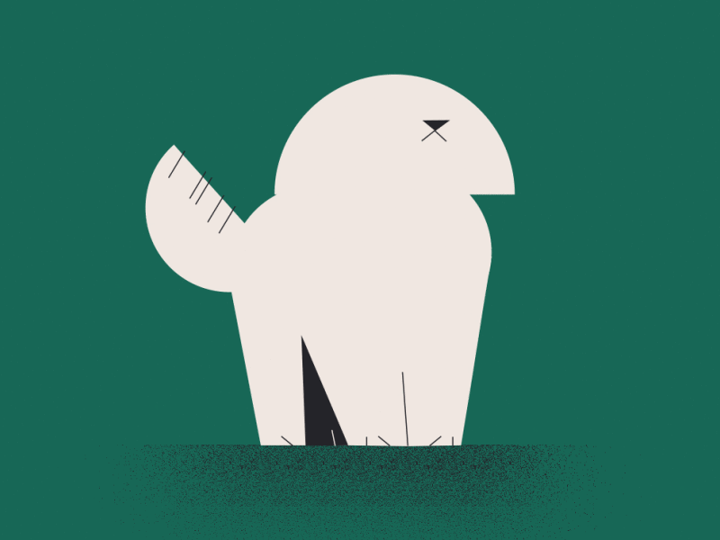 Cookie african animation breed character cookie coton de tulear dog gif goodboi illustration loop maltese motiongraphic puppy sphynx