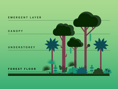 Layers of the Rainforest botanical chart diagram education educational forest green illustration illustrator kidlit layers of the rainforest plant illustration plants rainforest trees vector