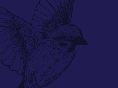 Bird Illustration album album art album cover bird bird illustration dark theme fly illustration music music art musician