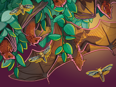 Blind bats educational illustration illustration moth nature photoshop