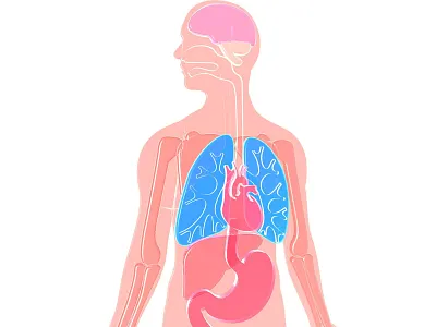 Transparent plastic human anatomy 3d art anatomical design illustration medical