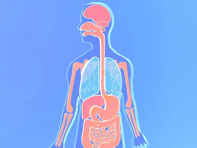 Anatomy human body made of transparent plastic human body illustration medical transparent plastic