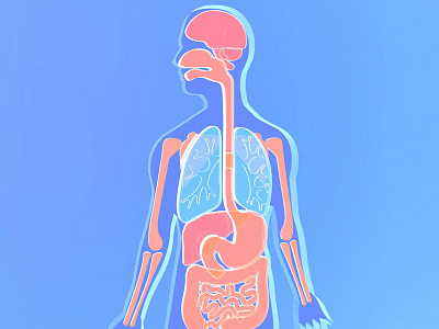 Anatomy human body made of transparent plastic human body illustration medical transparent plastic