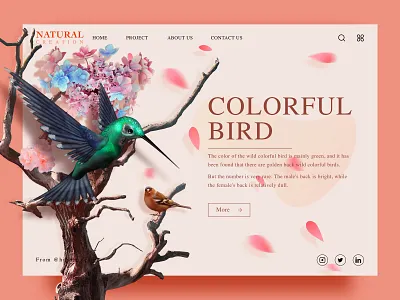 Natural creation 03 bird natural ui web设计