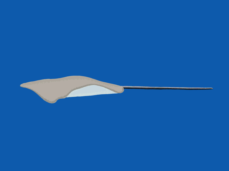 Stingray 2danimation celanimation criswiegandt illustration ocean stingray underwater