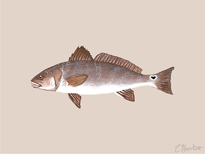 Red Drum. charleston design gouache heart illustration lowcountry paint red reddrum redfish southcarolina sticker watercolor