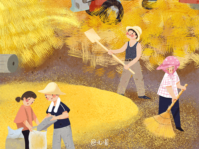 麦子熟了 插图