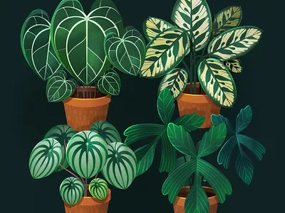 Plant Studies botanical botanical art botanicals illustration plant art plant illustration plants procreate