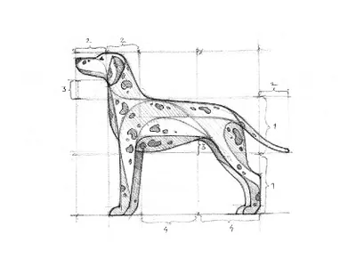 Dalmatian sketch animal art clean creative dalmatian dog drawing emblem geometric geometry ghitea design graphic designer grid hand draw illustration logo logo sign mark sketch symbol