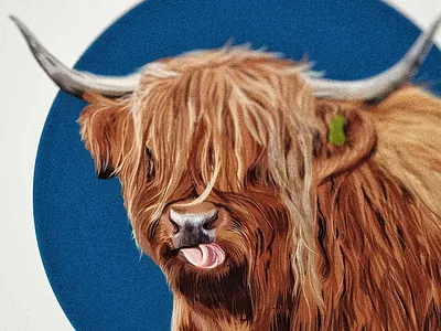 Highlander adobedraw cow design digital art farm farm animals highland highlander ipad pro olbap olbap design olbapdesign scottish vector vector art vector illustration ipadpro vectorart vectorillustration