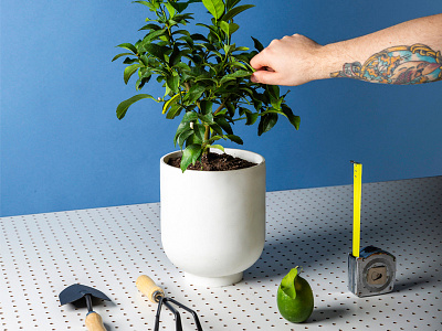 Re: Design Dads focus lab photography set design still life styling via citrus