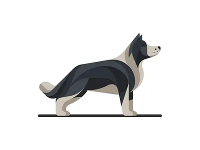 Border Collie animal art border collie clean creative dog drawing emblem geometric ghitea design golden ratio graphic designer illustration logo logo inspiration logo sign mark sketch symbol vector