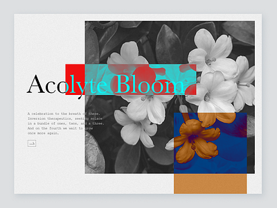 pop's garden composition floral flower layout overlay photography typography