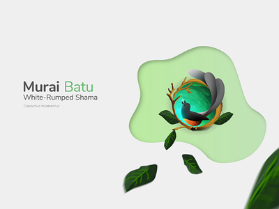 White-Rumped Shama Illustration bird flat illustration murai nature