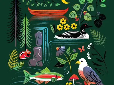 The Adirondacks adirondacks berries canoe chipmunk eagle flat lay icons illustration loon pine rainbow trout wilderness wildflower