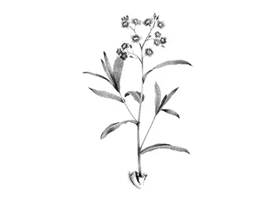 Myosotis anotheroutsider botanical botanical art botanical illustration dotwork floral floral art flower flower illustration forget me not forget me not illustration myosotis stipple tattoo