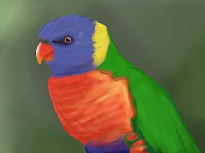 Rainbow Lorikeet bird cartoon color cute digital painted rainbow simple soft