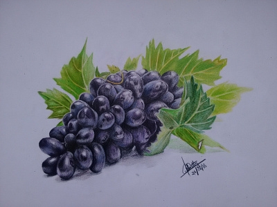 Grapes- Color sketck on peper colour sketch sketching