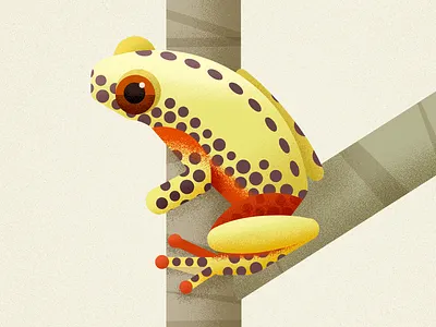 Clown Tree Frog amphibian biodiversity clown frog frogs illustration treefrog vector wild animal